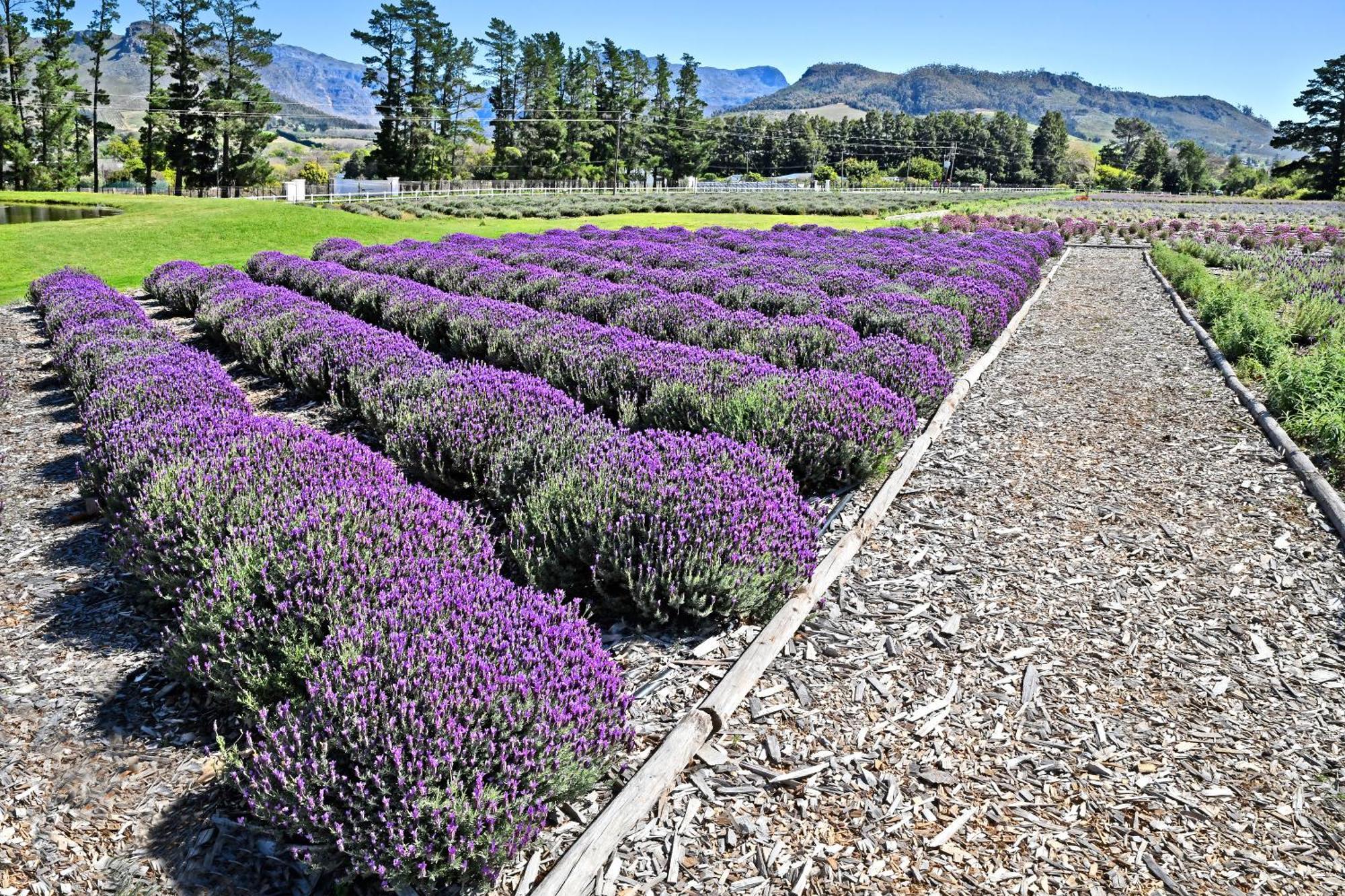 Lavender Farm Boutique Guest House Франсгук Екстер'єр фото