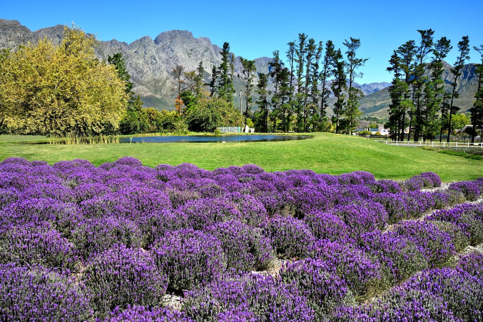 Lavender Farm Boutique Guest House Франсгук Екстер'єр фото