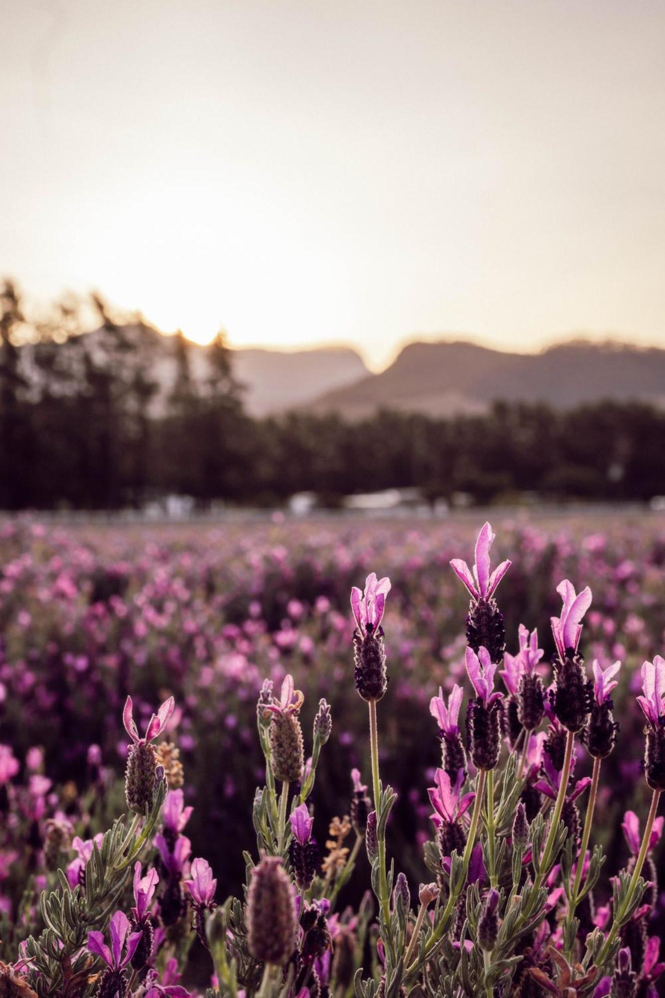 Lavender Farm Boutique Guest House Франсгук Екстер'єр фото