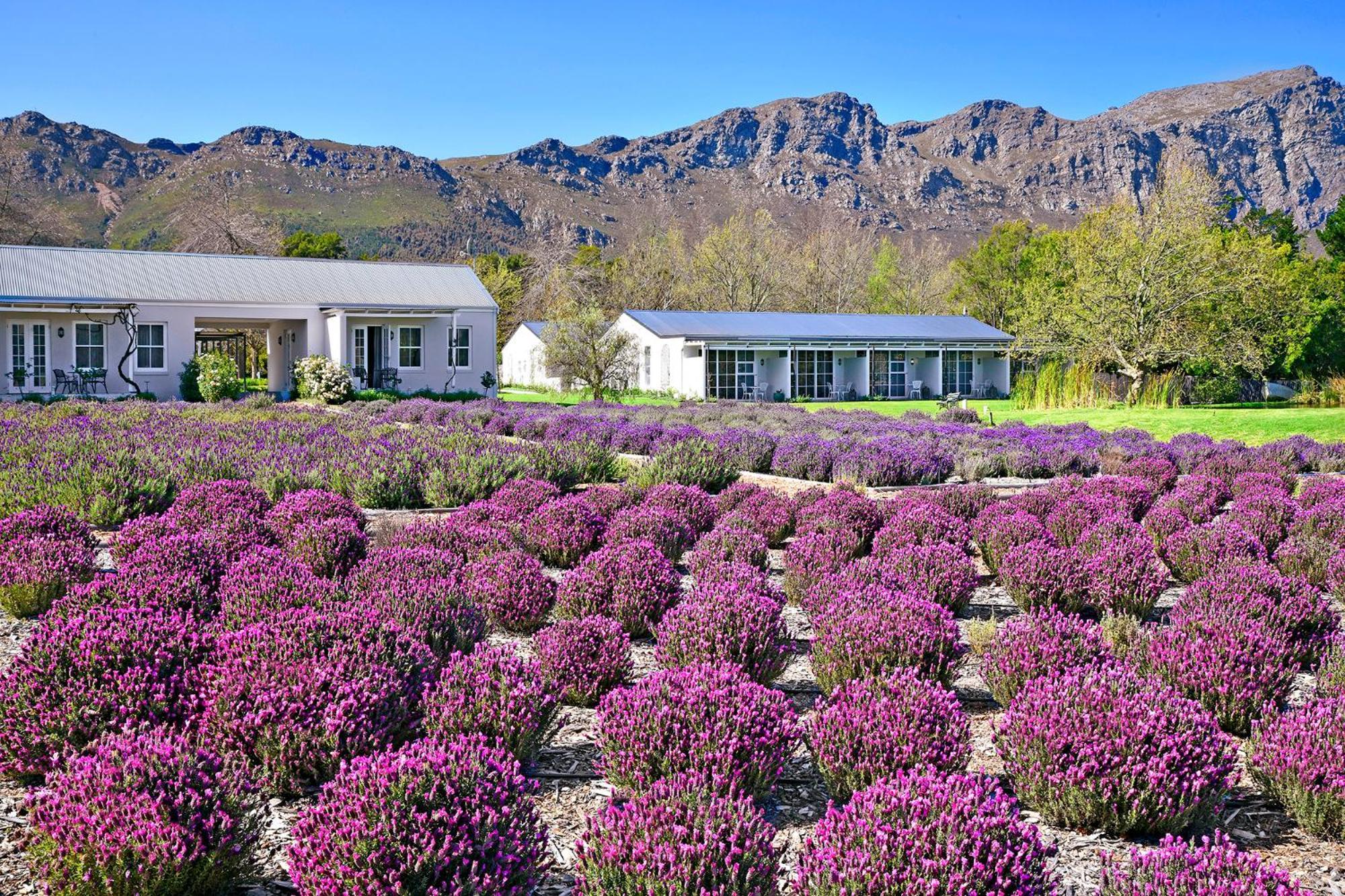 Lavender Farm Boutique Guest House Франсгук Екстер'єр фото