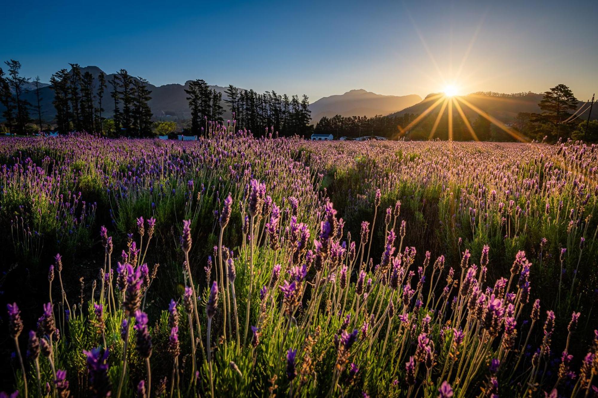 Lavender Farm Boutique Guest House Франсгук Екстер'єр фото