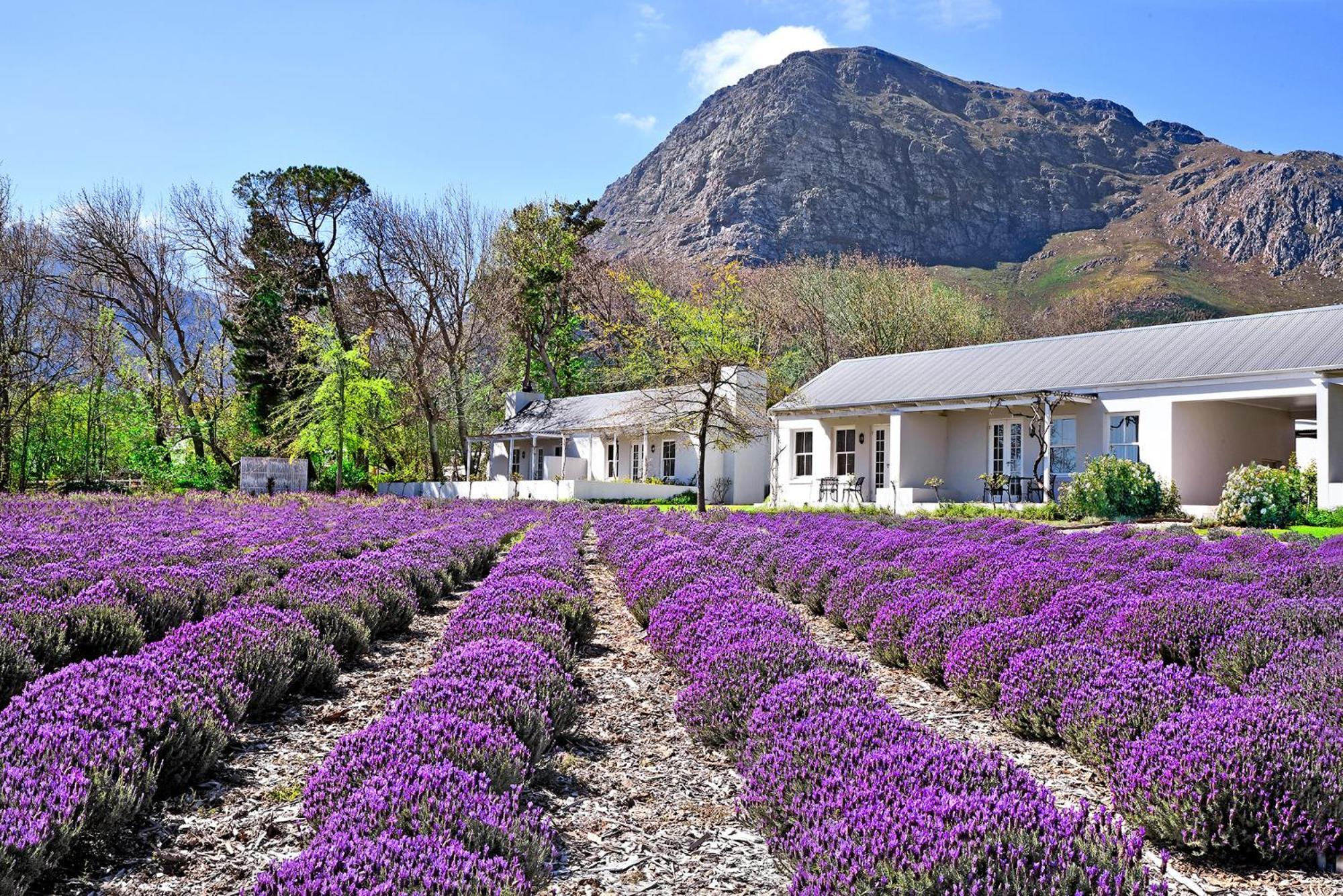 Lavender Farm Boutique Guest House Франсгук Екстер'єр фото